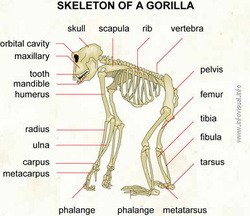 Skeletal and Muscular - Silverback Gorilla pelvis vertebrae diagram 